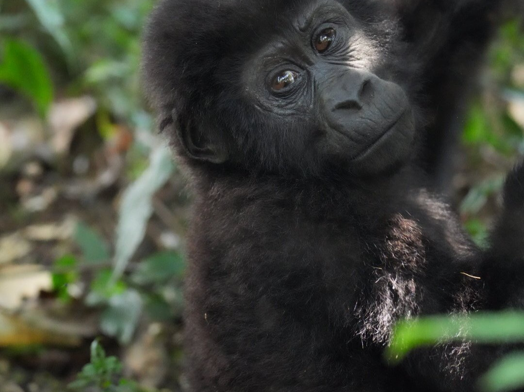 Gorilla Safaris Uganda-坎帕拉必去景点