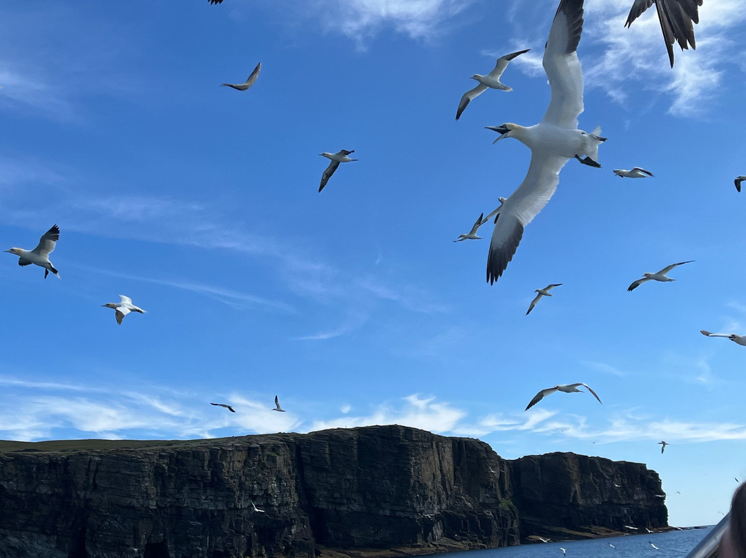 Shetland Seabird Tours - The Noss Boat-Lerwick必去景点