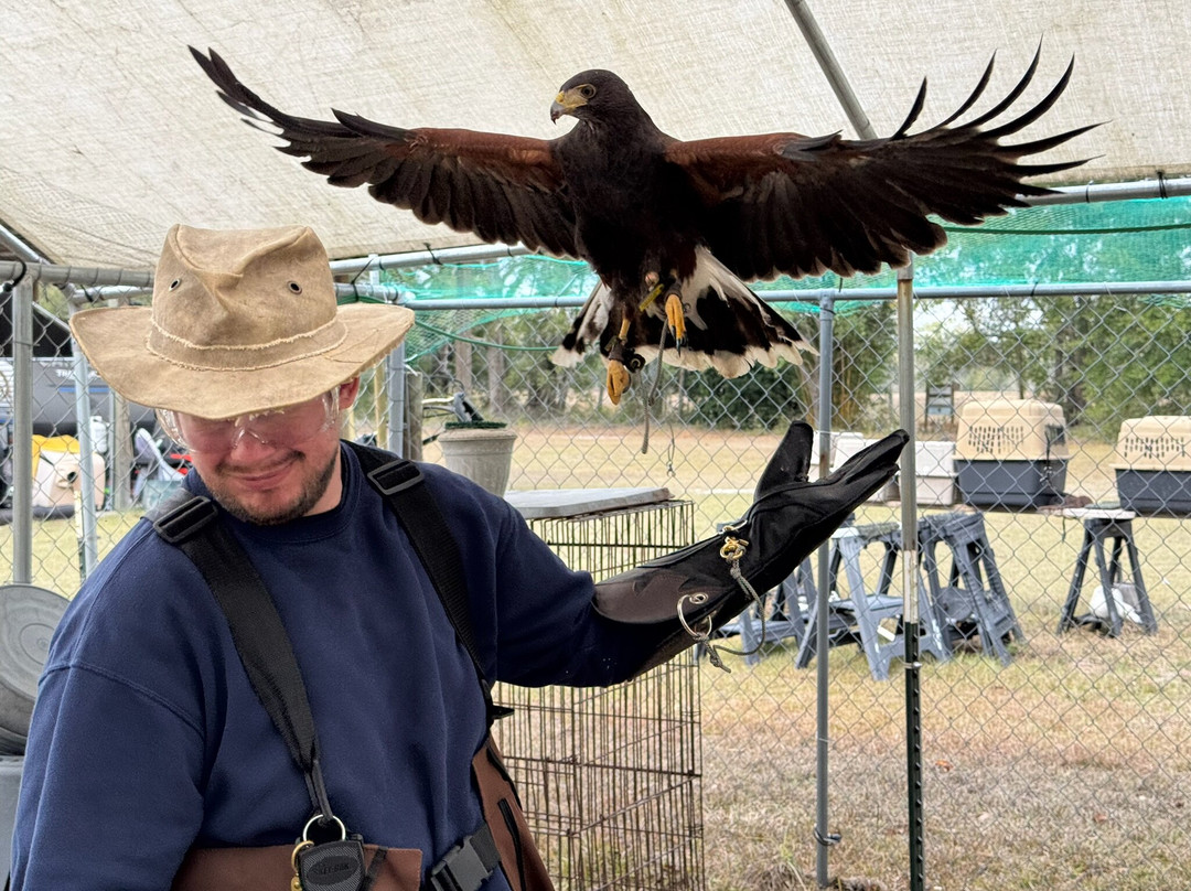 International Falconry Academy-Live Oak必去景点