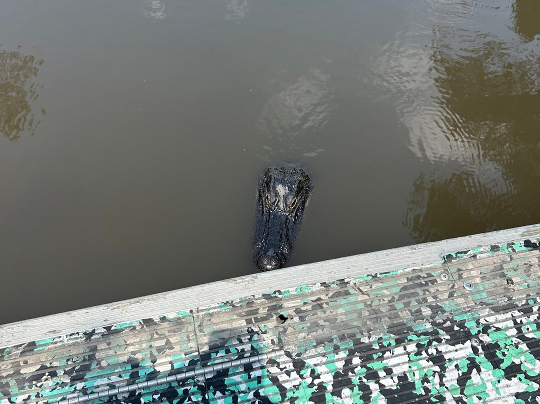 Ragin Cajun Airboat Tours-新奥尔良必去景点