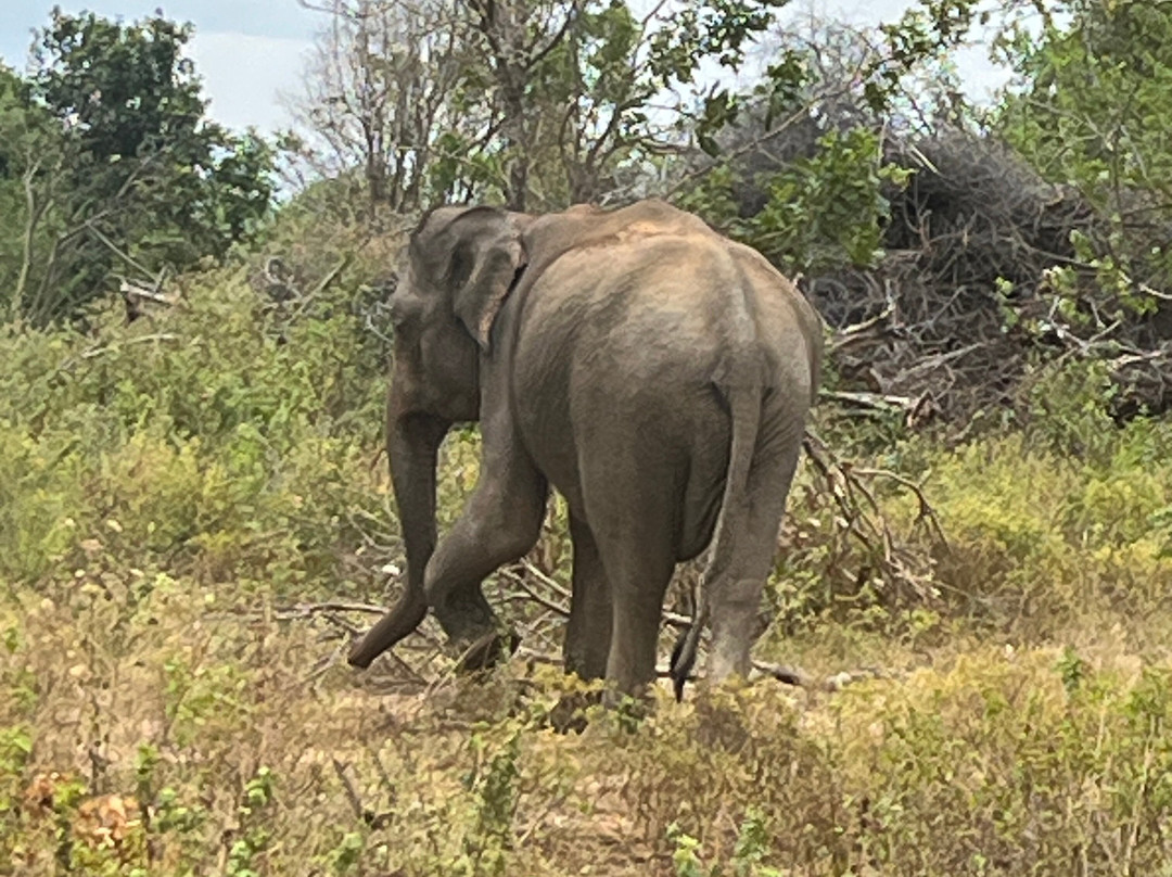 Hashkora Safari Udawalawe-乌达瓦拉瓦必去景点