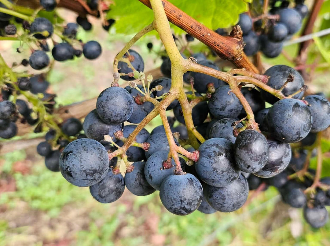 Polgoon Vineyard-彭赞斯必去景点