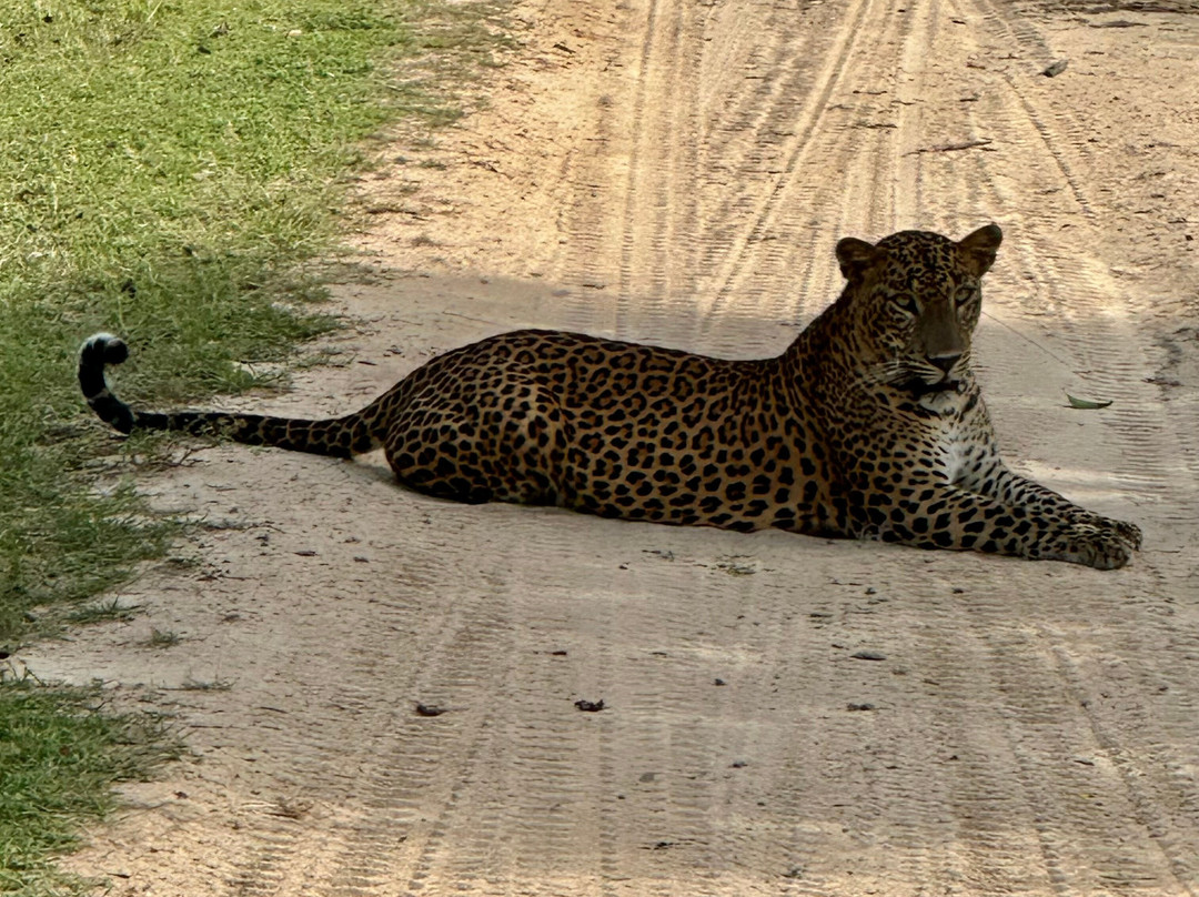 MD Tours - Private Driver Sri Lanka-加勒必去景点