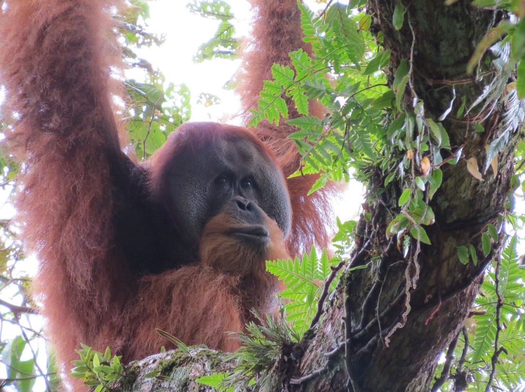 Our Jungle Trekking with Safar Ketambe-Ketambe必去景点