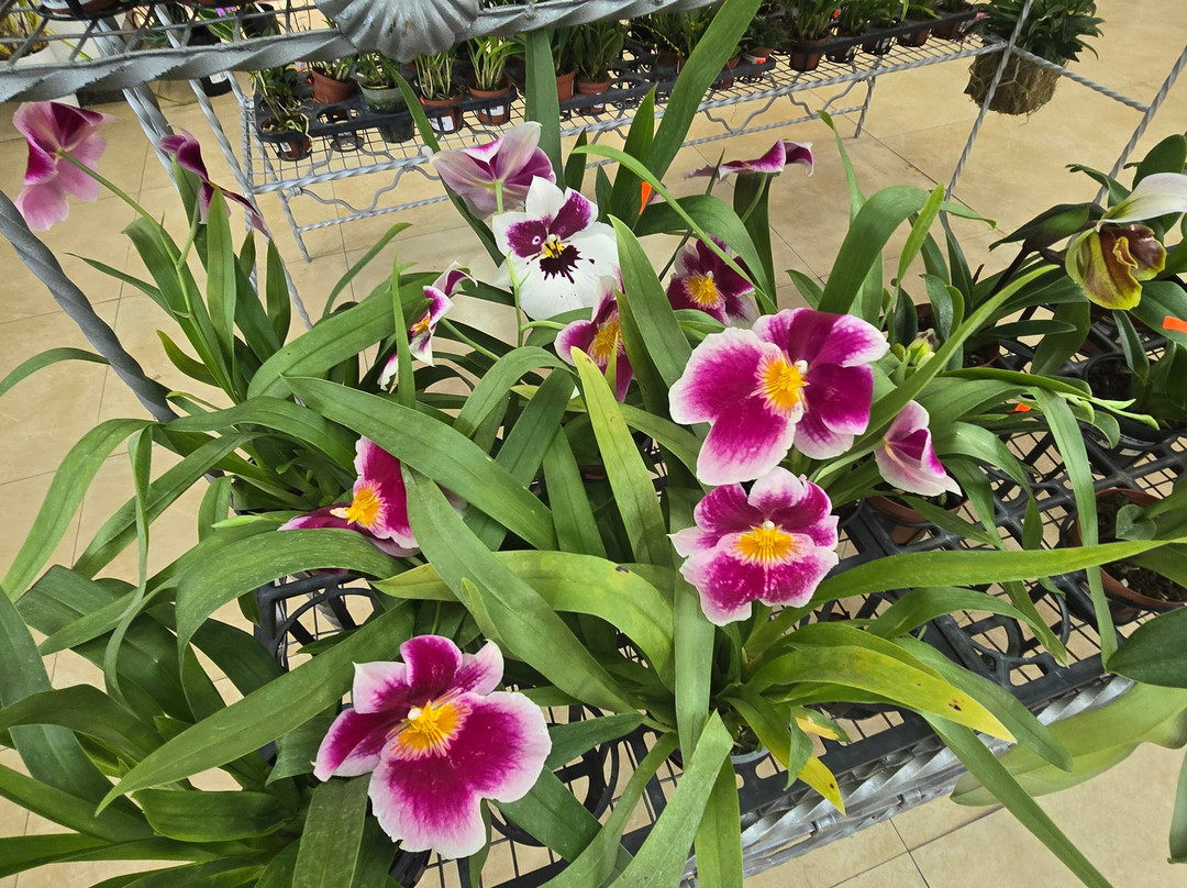 Ecuagenera - Orchids from Ecuador-昆卡必去景点