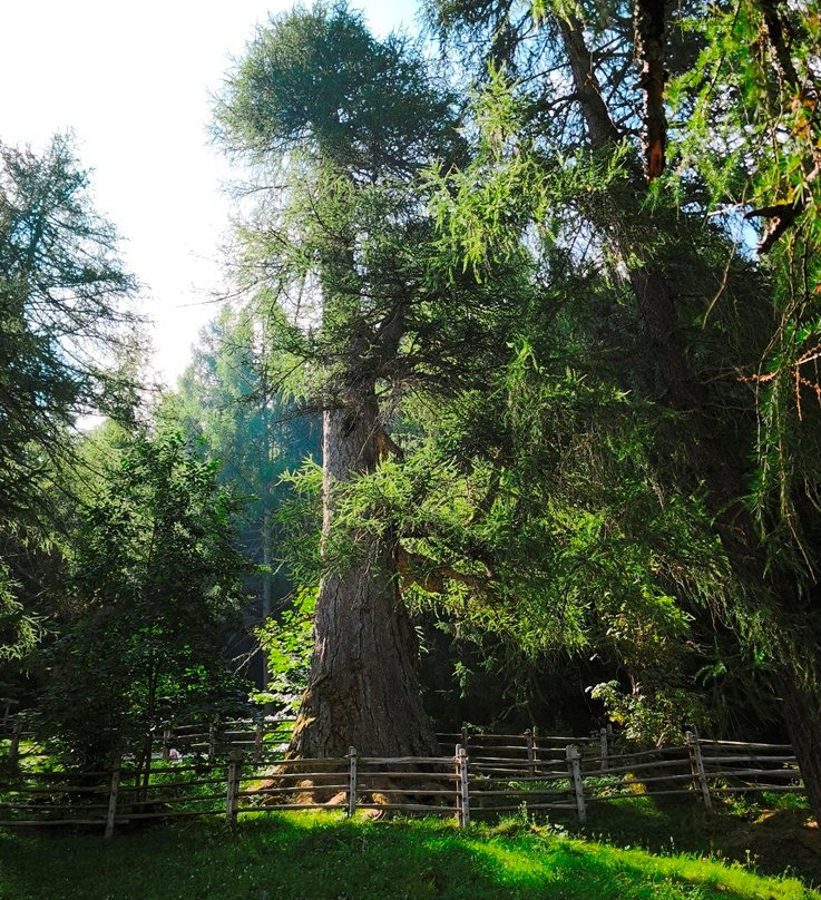 Larici millenari