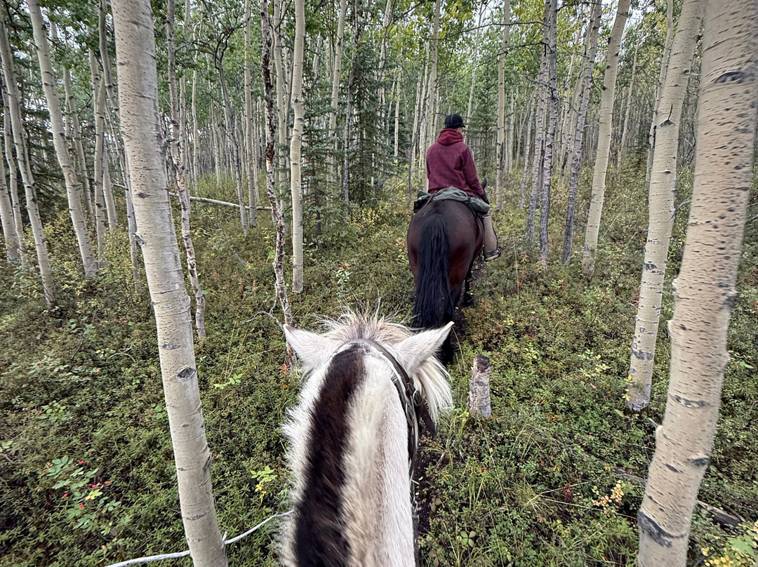Denali Horseback Tours-德纳利国家公园和自然保护区必去景点