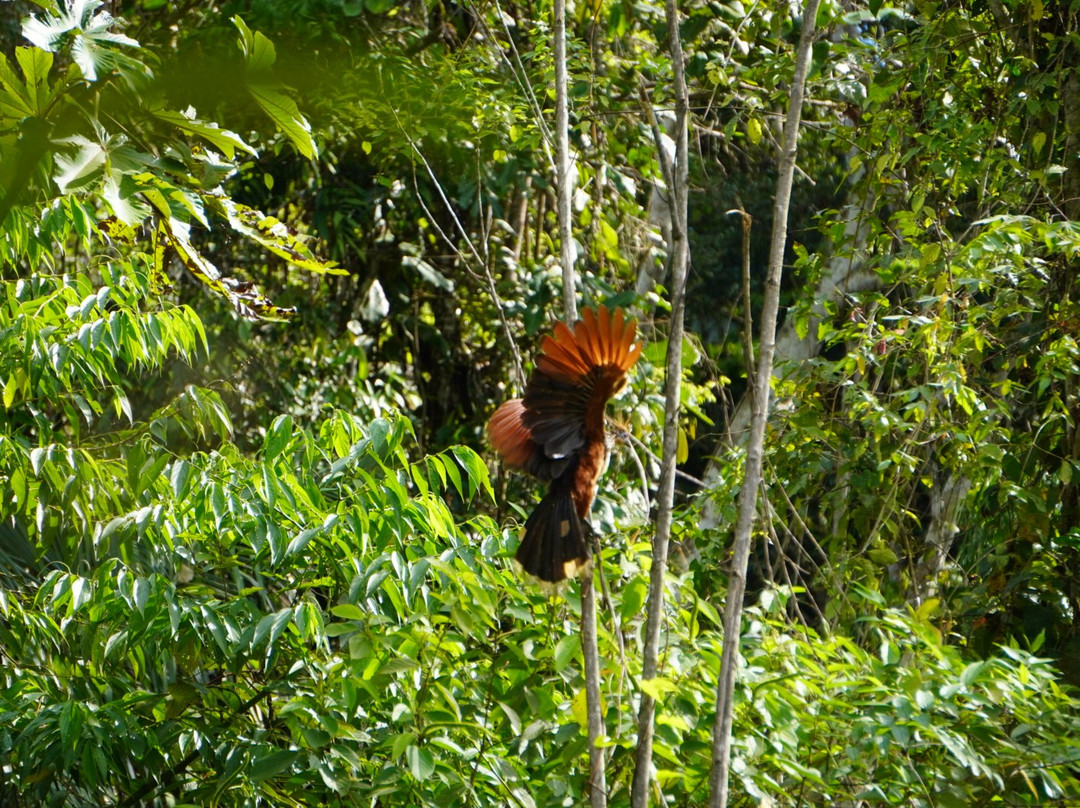 Inkamazonia Jungle Specialist-Manu必去景点