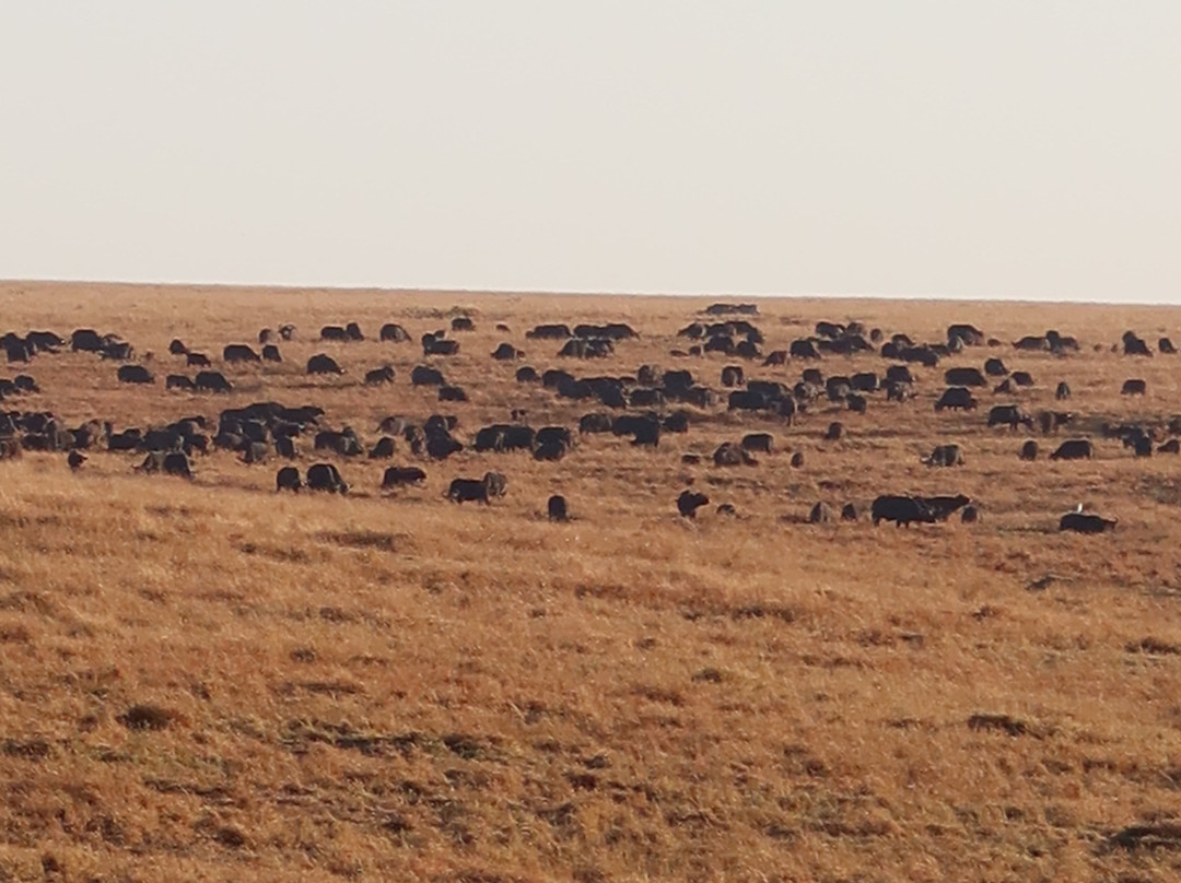 Live in Love Kenya tours and travel-Langata必去景点