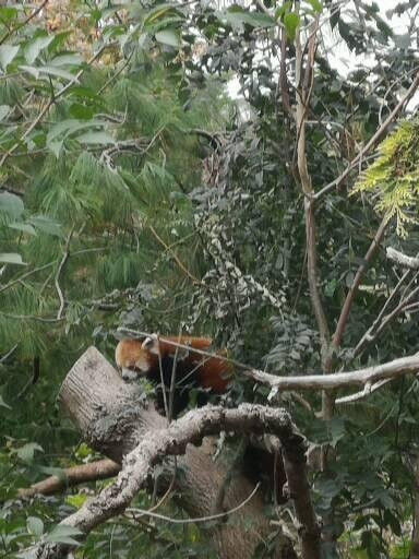Paignton Zoo Environmental Park-佩恩顿必去景点