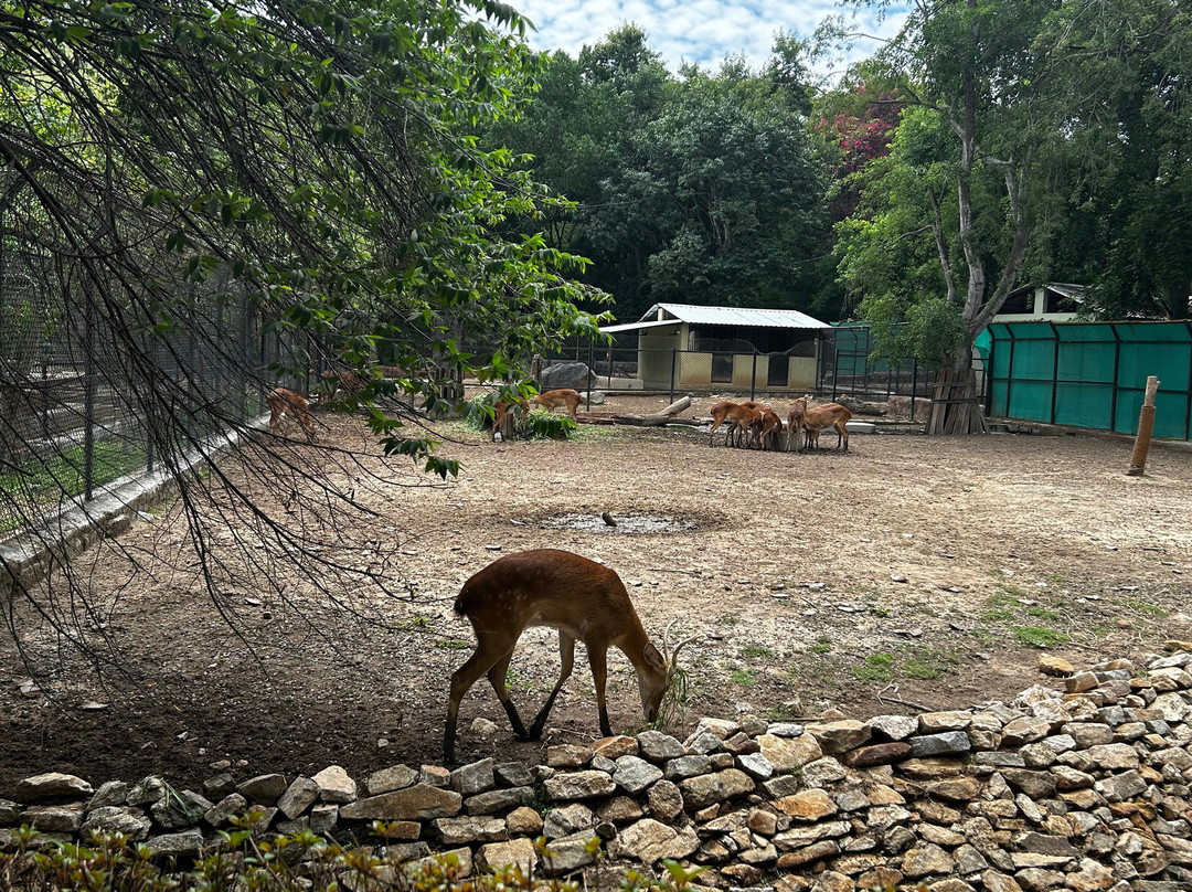 Bannerughatta Biological Park-班加罗尔必去景点