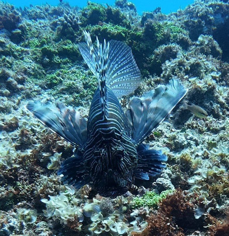 Dodo Divers Mauritius-卡罗迪勒必去景点
