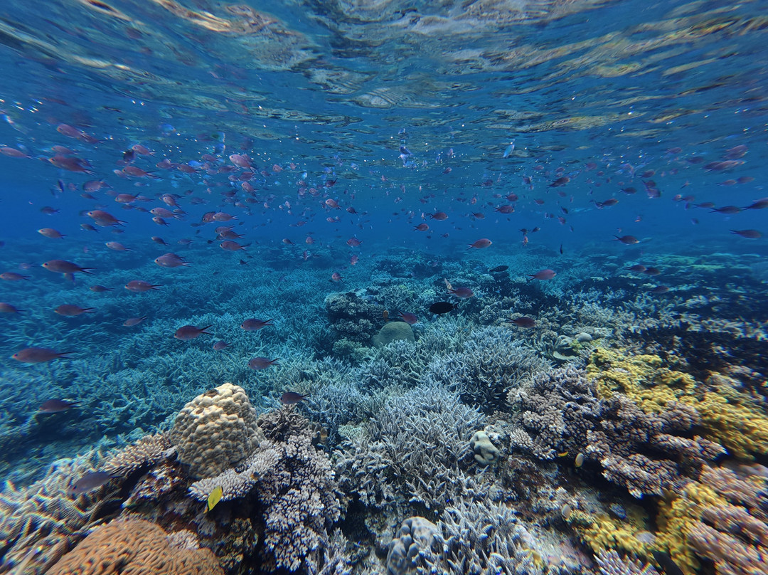 Ocean Ventures Fiji-萨武萨武必去景点