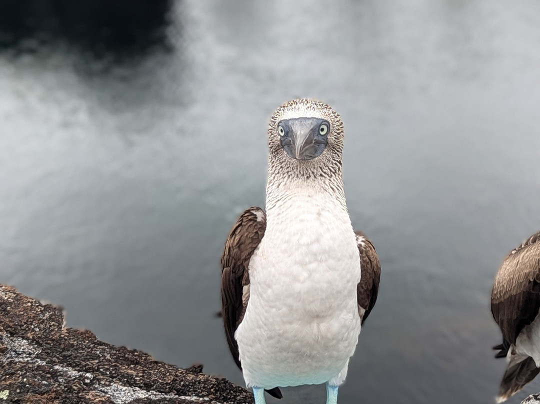 Go Galápagos Tours-Baltra必去景点
