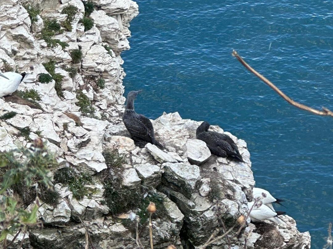 RSPB Bempton Cliffs-Bempton必去景点