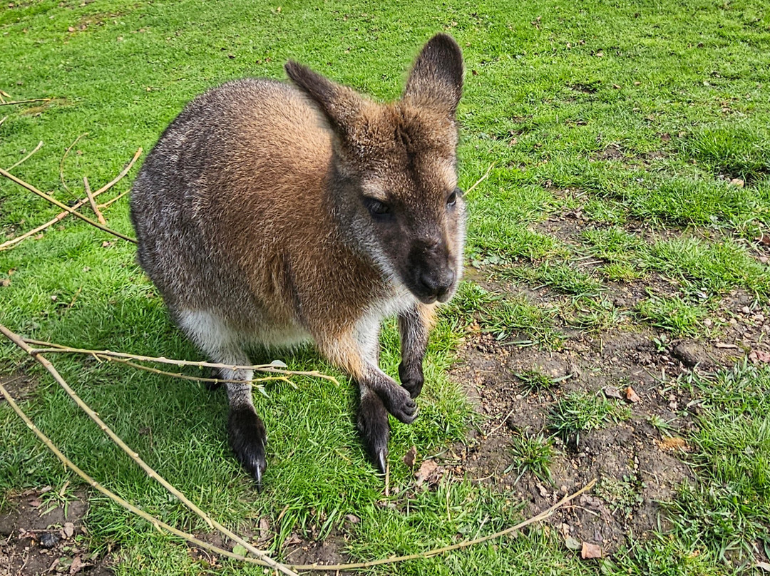 Peak Wildlife Park-Winkhill必去景点