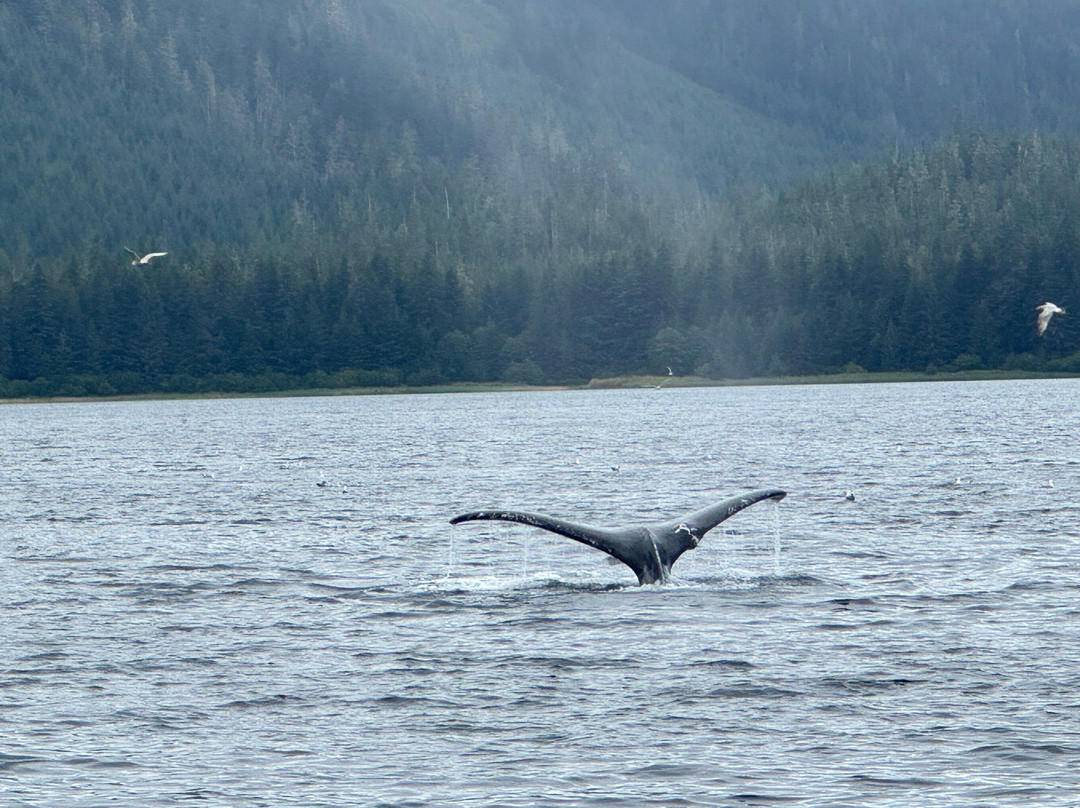 Icy Strait Whale Adventures-胡纳必去景点