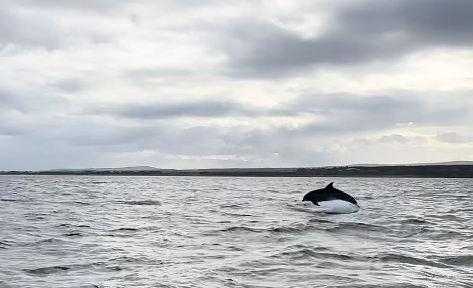 Dolphin Trips Avoch-Avoch必去景点