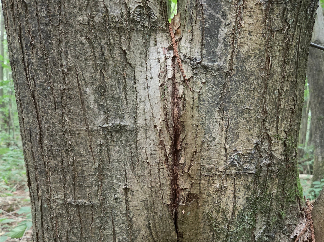 King's Wood-Challock必去景点