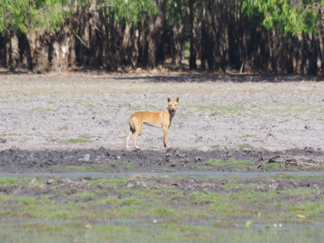Wildlands Wetlands Safari Cruises-达尔文市必去景点