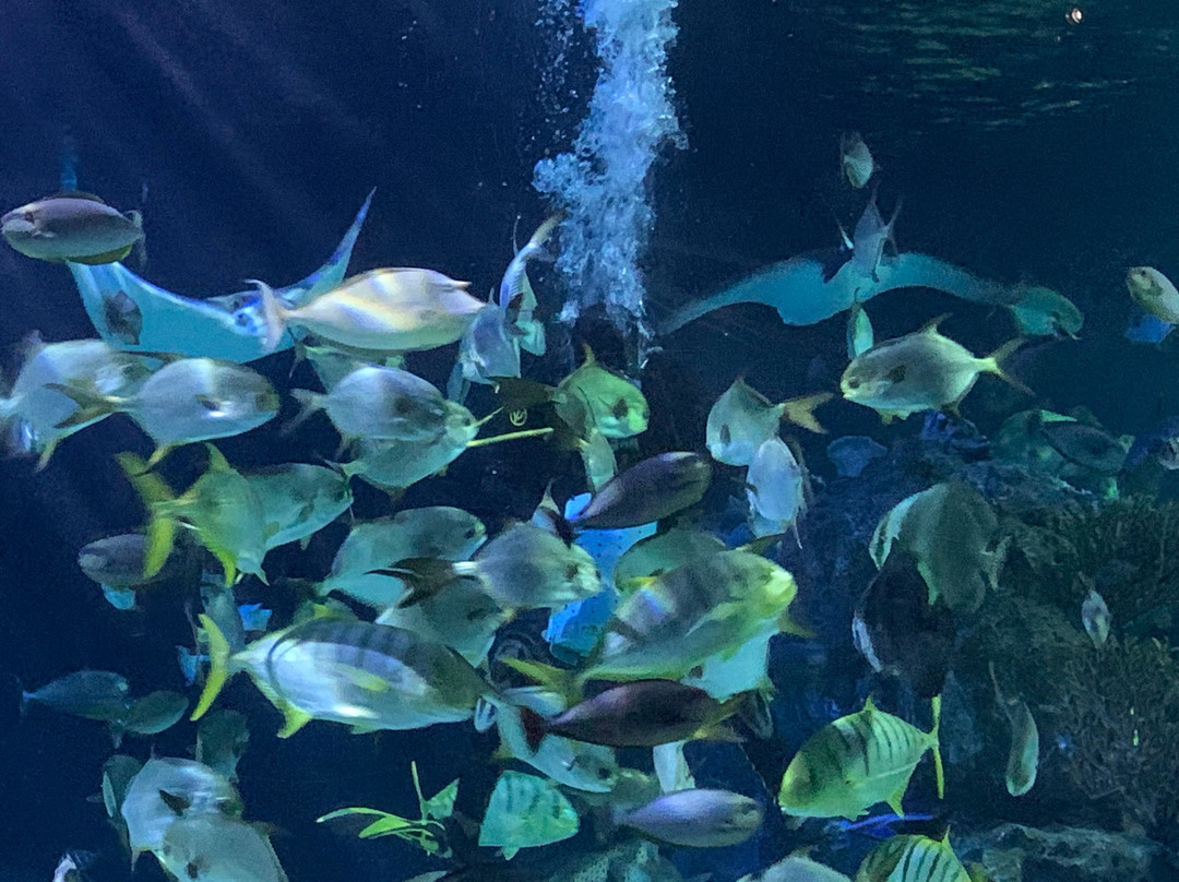 Angkor Wildlife & Aquarium-暹粒必去景点