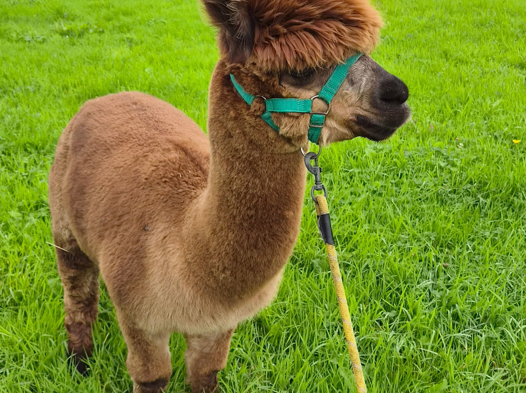Cheshire Alpacas-Antrobus必去景点