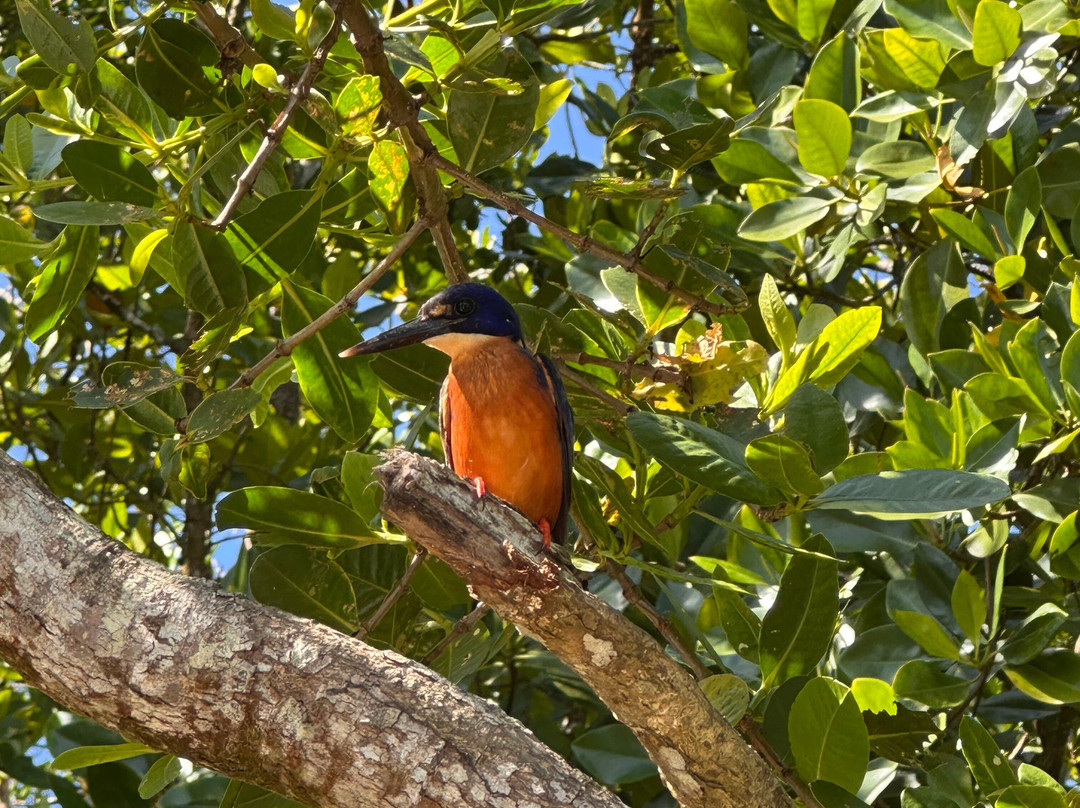 FNQ Nature Tours-凯恩斯必去景点