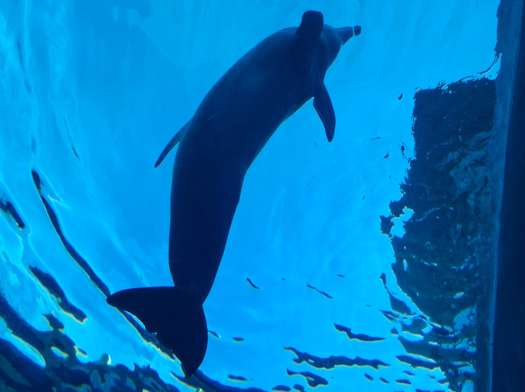 热那亚水族馆-热那亚必去景点