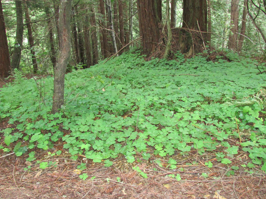 阿普托斯旅游景点-Forest of Nisene Marks State Park