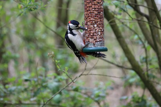 Foulshaw Moss Nature Reserve景点图片