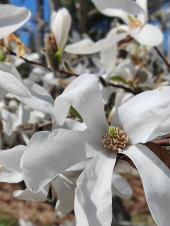Arboretum Magnolia-Lohja必去景点