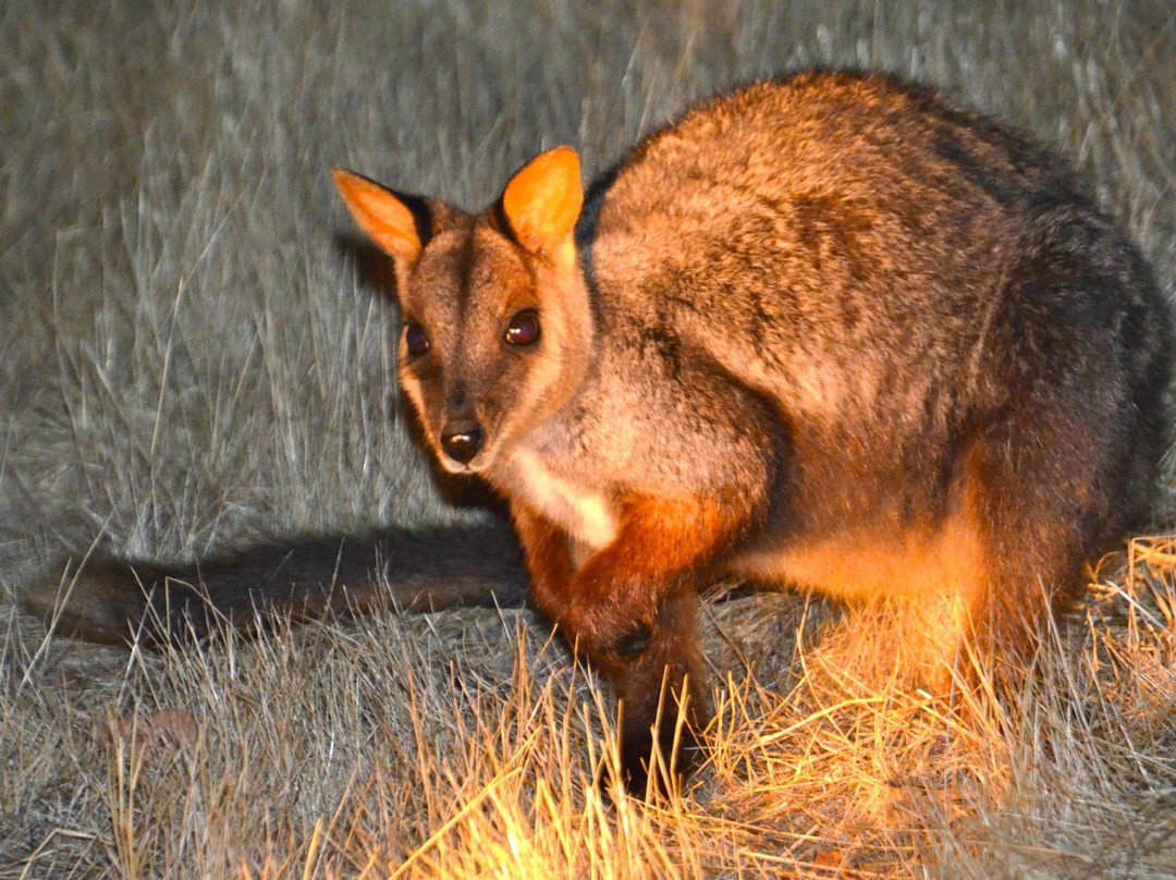 Little River旅游景点-Mount Rothwell Conservation and Research Centre