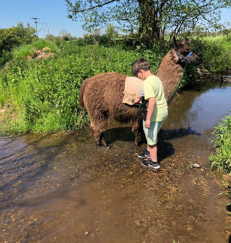 Llama Adventures景点图片