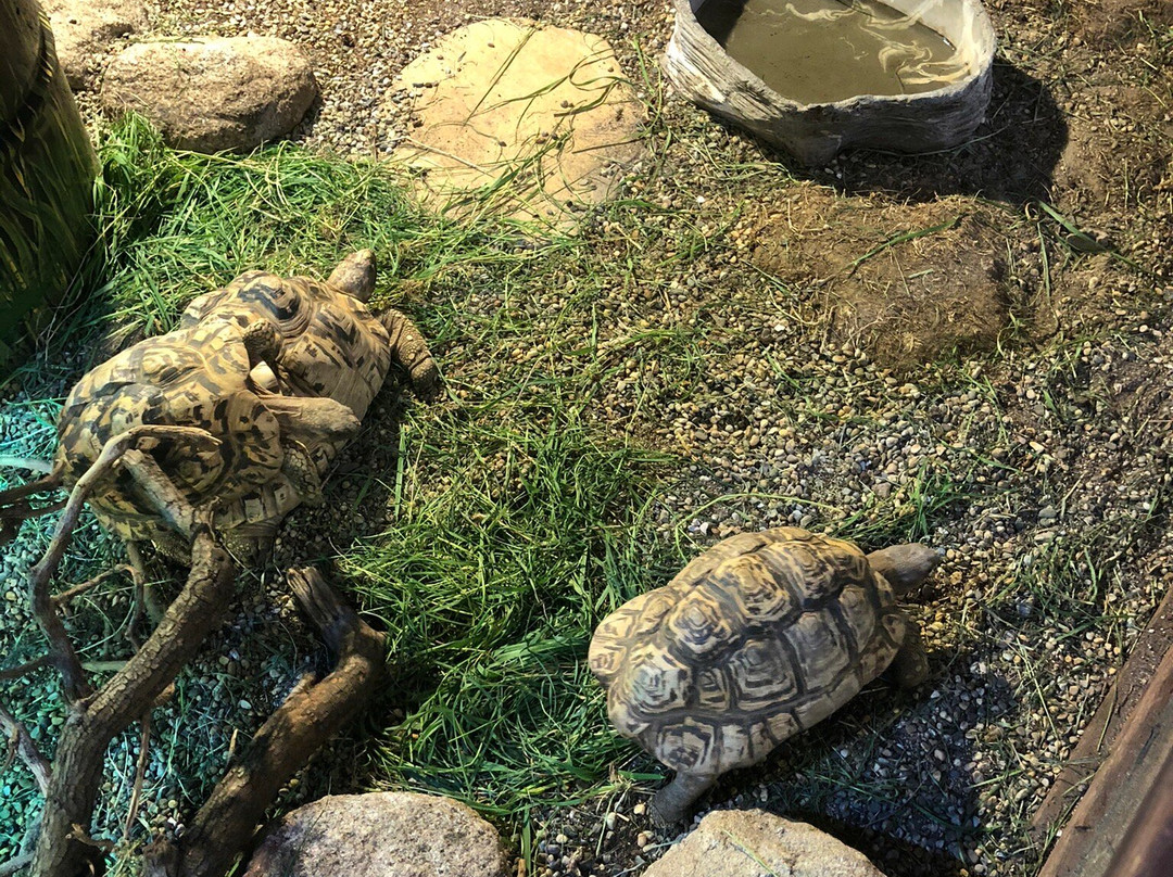 The National Reptile Zoo-基尔肯尼必去景点