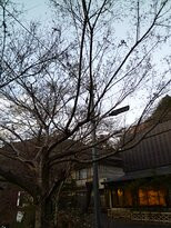 Gyozantei Yamabuki主图