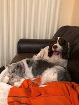 Alpine Village Suites主图