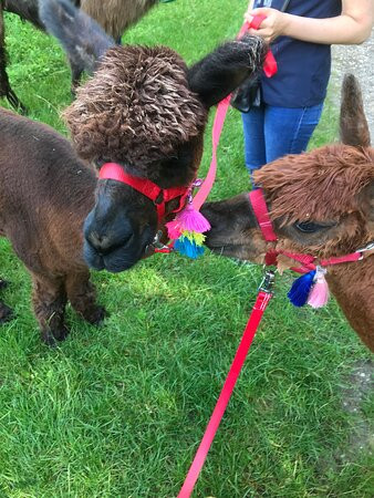 Dunreyth Alpacas景点图片