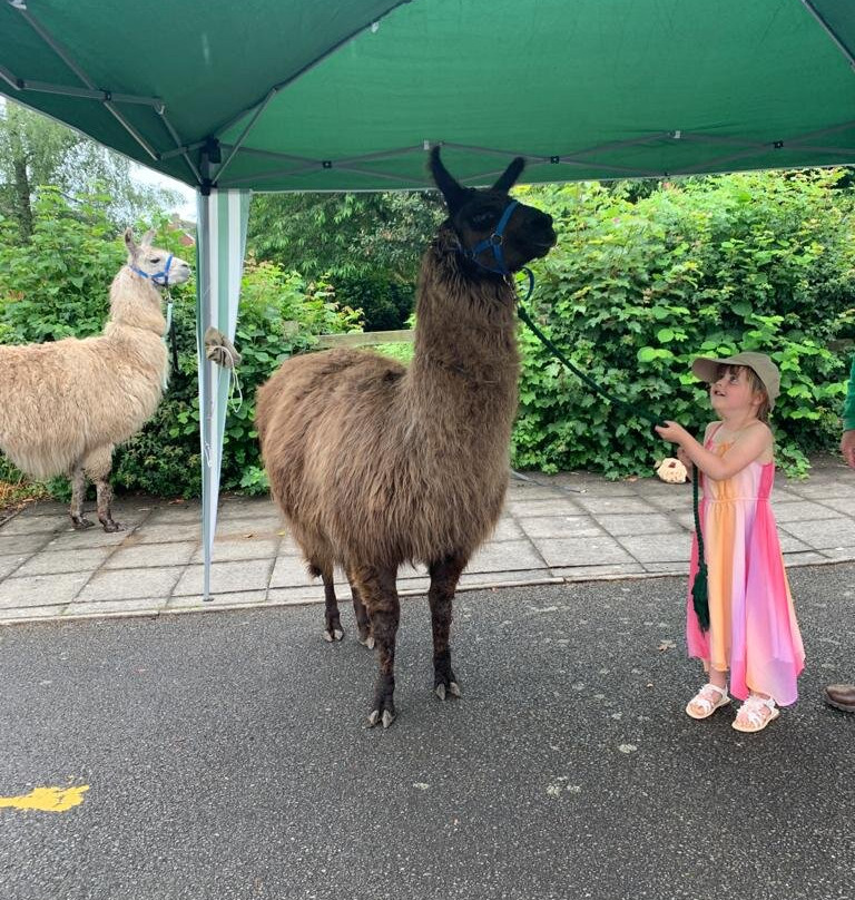 Llama Adventures景点图片