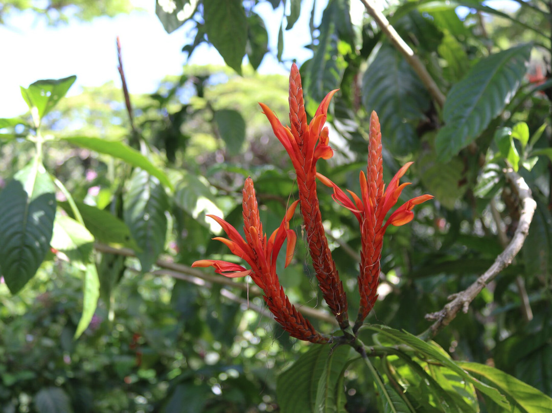 Waimea Botanical Gardens, Oahu景点图片