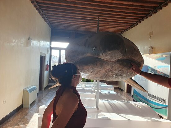 Museo di Zoologia Adriatica Giuseppe Olivi-基奥贾必去景点