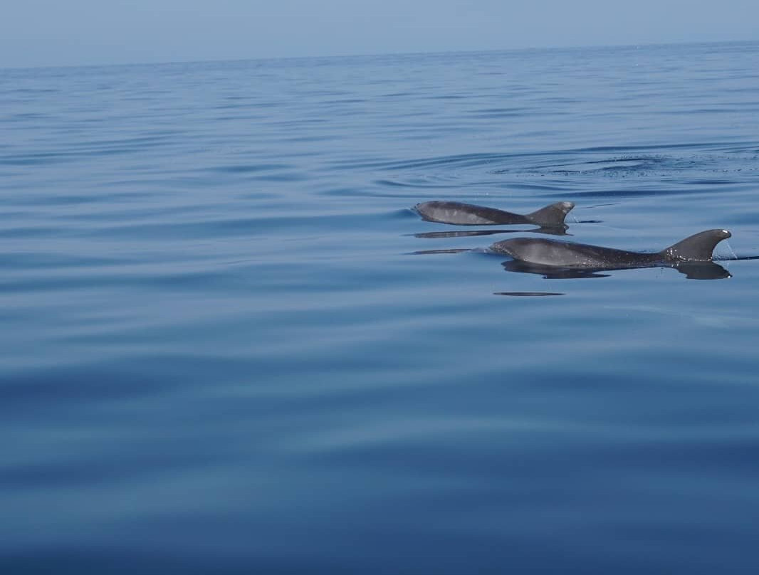 Dolphin Watching Rovinj-罗维尼必去景点