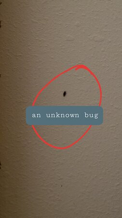 Dauphin Island Harbor House主图