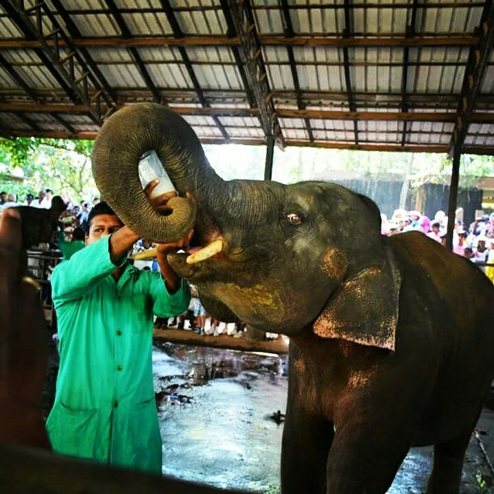Tony Sri Lanka Tours-亚洪加拉必去景点