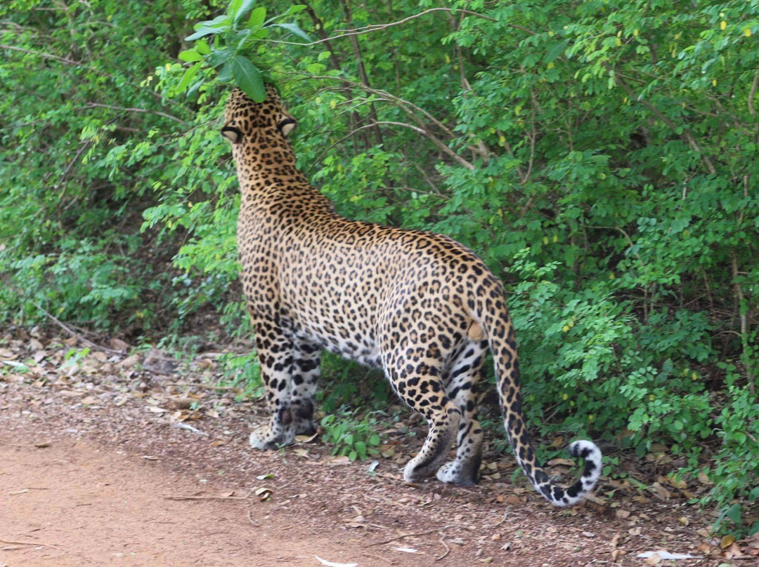 Roshan Safari景点图片