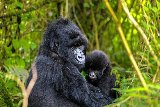 Gatatu Safaris-卡巴莱必去景点