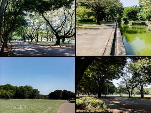 小金井市旅游攻略图片