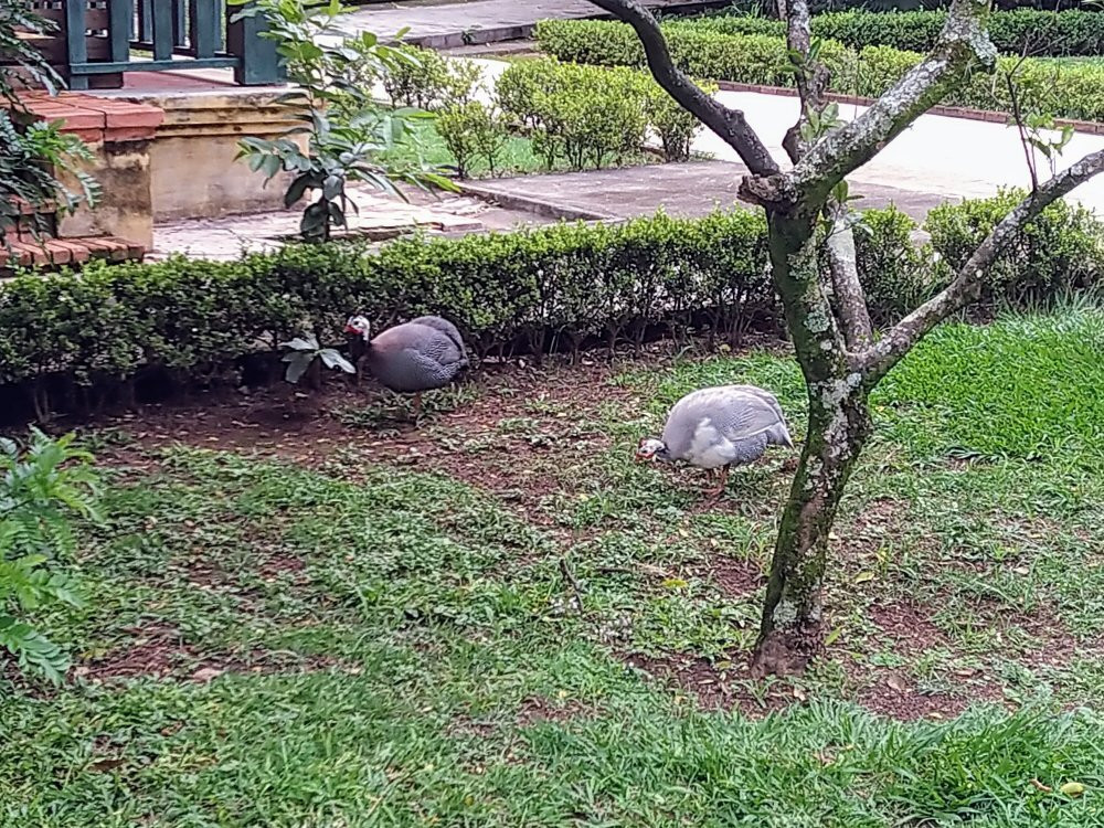 Parque Vicentina Aranha景点图片