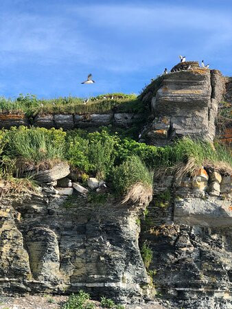 Phare de l'Île aux Perroquets-Longue-Pointe-de-Mingan必去景点