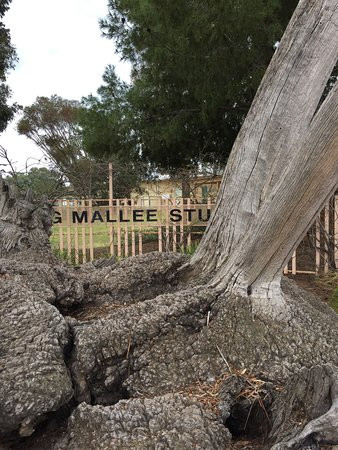 Big Mallee Root Stump-Ouyen必去景点