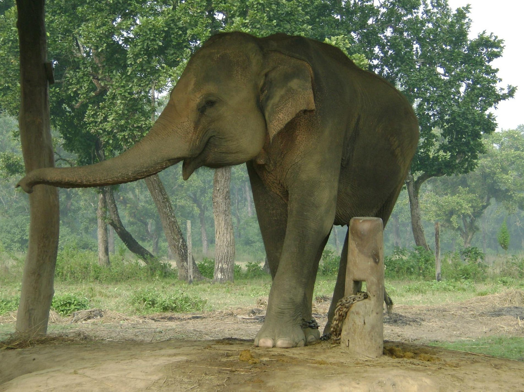 Elephant Breeding Centre景点图片